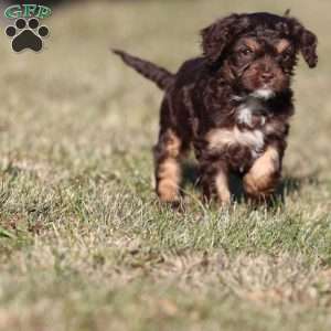 Gingerbread, Cavapoo Puppy